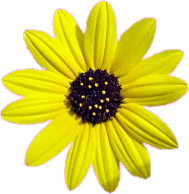 fleurs et nature (142).gif